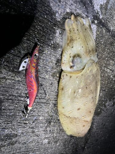コウイカの釣果