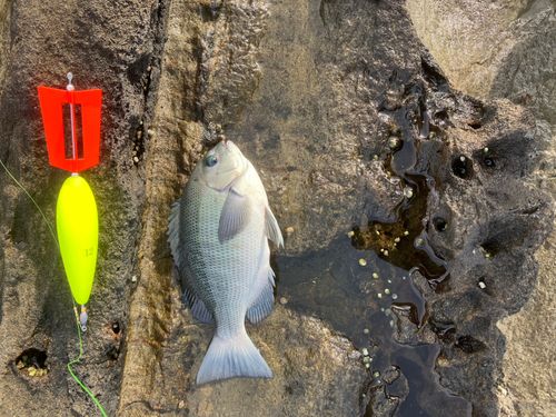 メジナの釣果