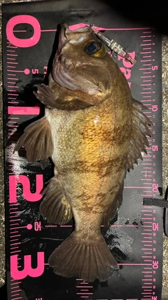 シロメバルの釣果