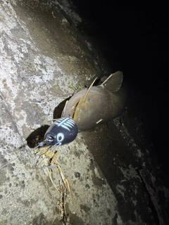マナマズの釣果