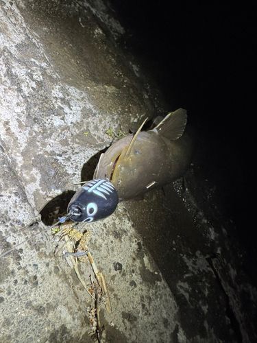 マナマズの釣果