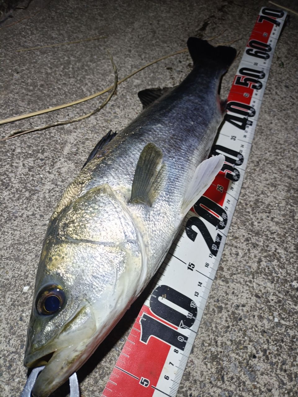 SHIMANO 23ディアルーナ B86MLの最安値・インプレ・釣果 | 本音の