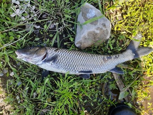 ニゴイの釣果