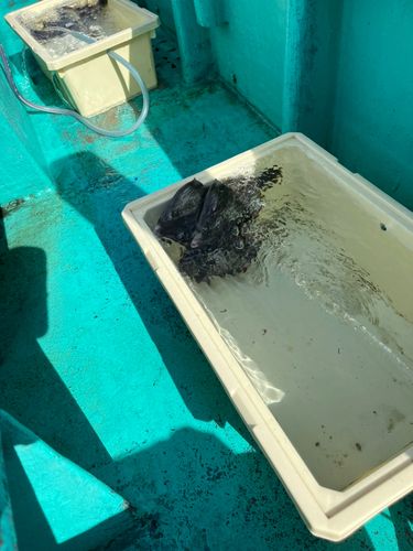 カワハギの釣果