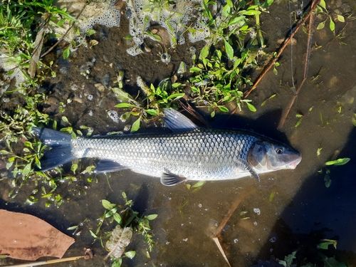 ニゴイの釣果