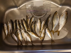 マアジの釣果