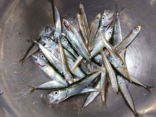 サバの釣果