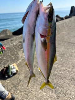 コゾクラの釣果