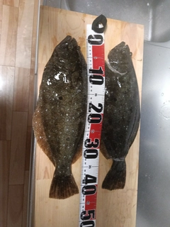 ヒラメの釣果