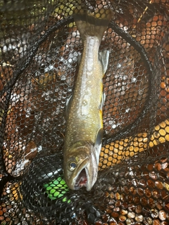 イワナの釣果