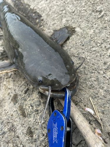 ナマズの釣果