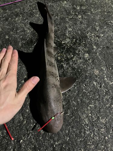 ドチザメの釣果