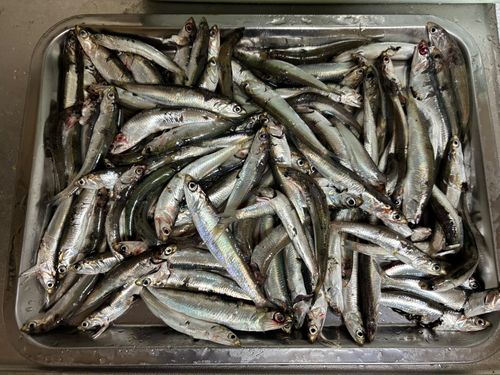 カタクチイワシの釣果