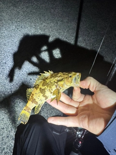 タケノコメバルの釣果