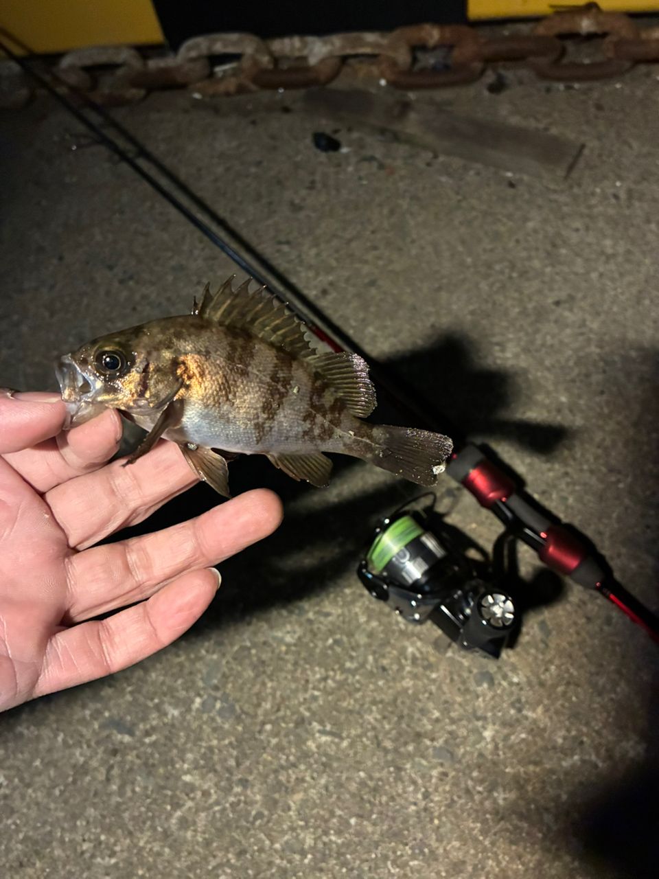 SHIMANO 18ステラ 2500SHGの最安値・インプレ・釣果 | 本音の口コミが