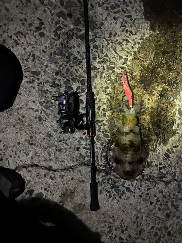 アオリイカの釣果