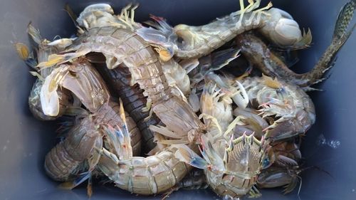 シャコの釣果