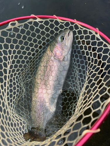 ニジマスの釣果