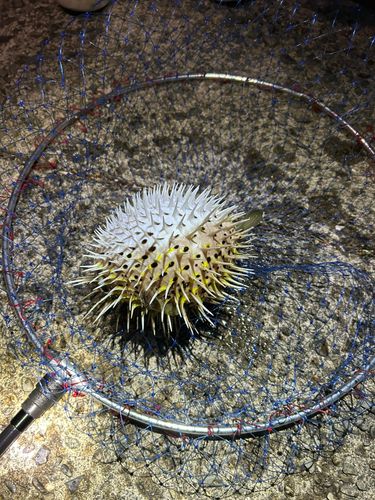 ハリセンボンの釣果