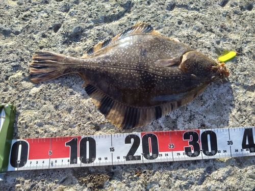 カワガレイの釣果
