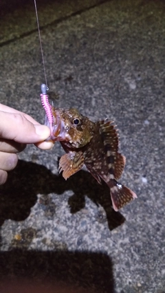 ガシラの釣果