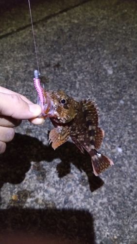 ガシラの釣果