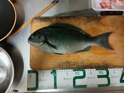 オナガグレの釣果