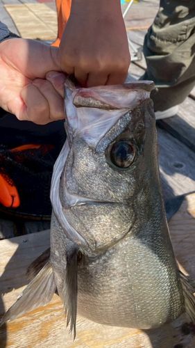 セイゴ（ヒラスズキ）の釣果