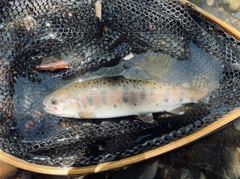 ヤマメの釣果