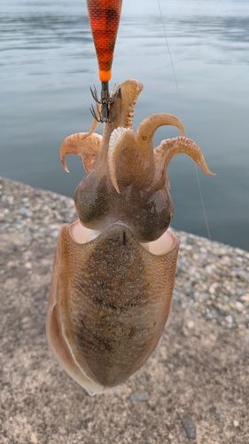 コウイカの釣果