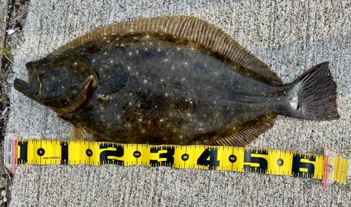 ヒラメの釣果