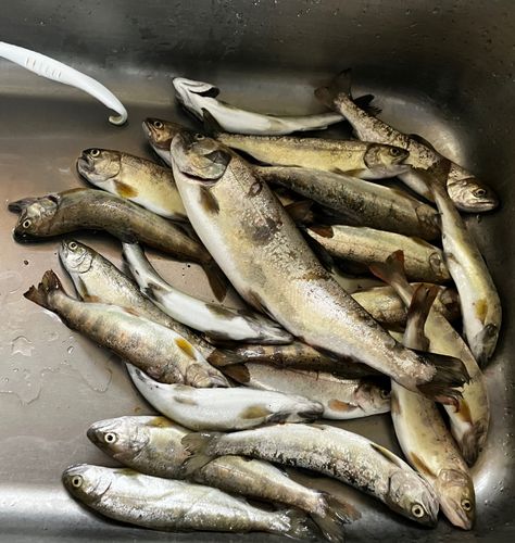 アマゴの釣果