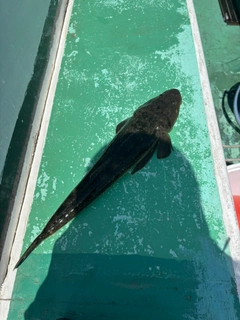 マゴチの釣果