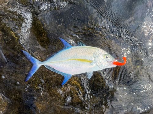カスミアジの釣果