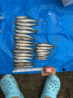 キスの釣果