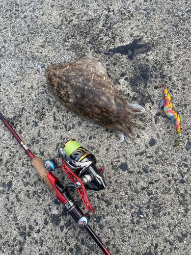 カミナリイカの釣果