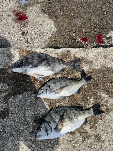 チヌの釣果
