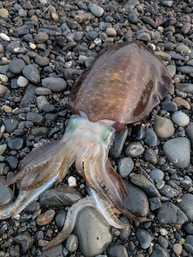 静岡県で釣れたイカの釣り・釣果情報 - アングラーズ | 釣果600万件の