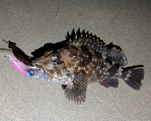 カサゴの釣果