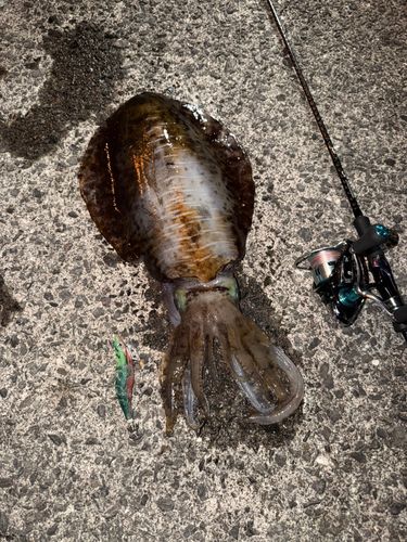 アオリイカの釣果