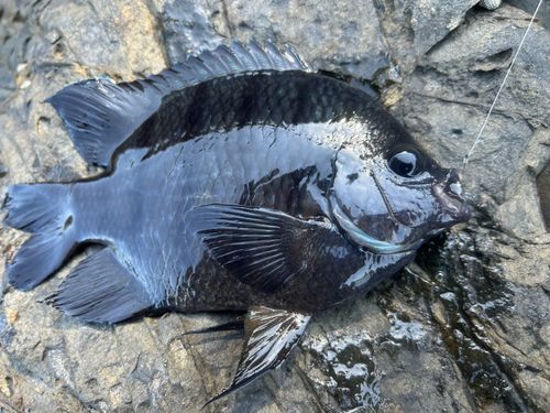 釣果