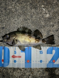 アオメバルの釣果