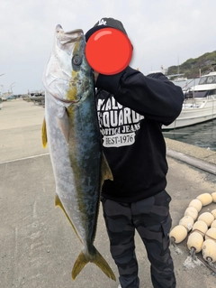ヒラマサの釣果