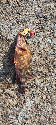釣果