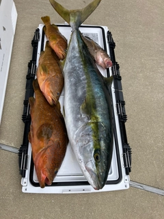 ヒラマサの釣果