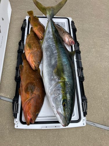 ヒラマサの釣果