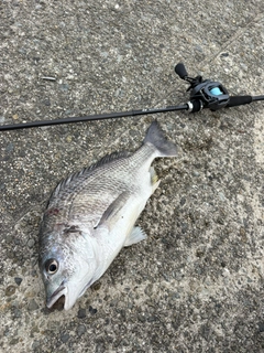 キビレの釣果