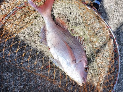 タイの釣果