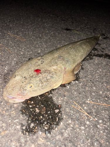 マゴチの釣果
