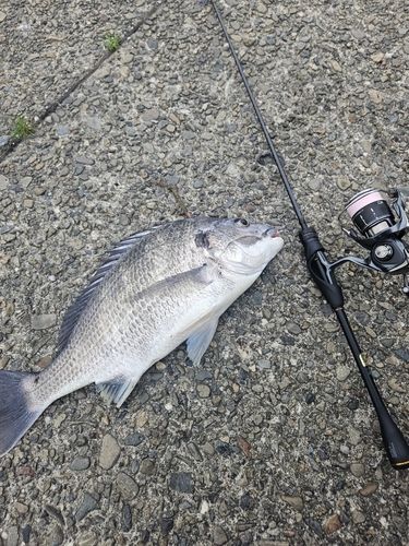 チヌの釣果
